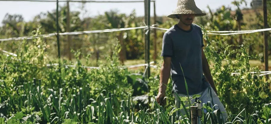 O que, afinal, é agroecologia e por que eu deveria pensar nisso?